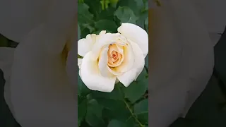 Роза "Шнеевальцер" ("Снежный вальс")