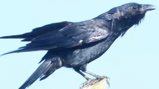 Crow call / cawing / sounds | Bird