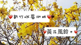 2022年3月9日【新竹】峨眉湖 黃花風鈴木 #風鈴木 #金湖灣民宿 #布袋蓮 #遊湖 #湖畔人家 #黃金傳說 #窯烤麵包 #賞花 #彌勒佛 #天恩彌勒佛院