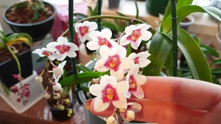 Sarcochilus