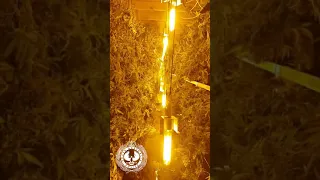 Massive cannabis farm found, UK | HIGH-COMMITTEE.co.uk | UK Medical Cannabis News & Videos