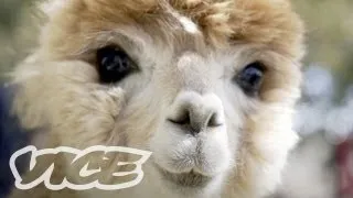 Cute Alpacas! | The Cute Show