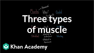 Three types of muscle | Circulatory system physiology | NCLEX-RN | Khan Academy