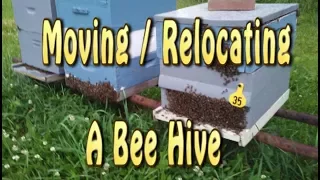 Relocating A Bee Hive / 3 Feet Or 3 Miles Rule