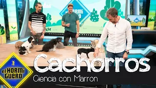 El primer encuentro entre cachorros de perros y gatos - El Hormiguero