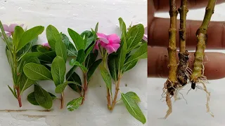 How to grow vinca plant | Grow Vinca cutting faster using this process 100% Success | Vinca cuttings