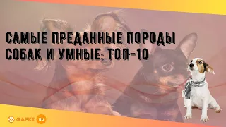 Самые преданные породы собак и умные: ТОП-10