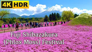 Fuji Shibazakura (Phlox Moss) Festival (4K HDR) 富士芝桜まつり