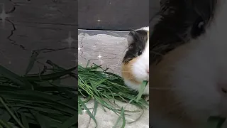 Морська свинка їсть A guinea pig is eating Морская свинка ест