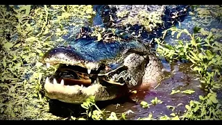 Savage Alligator Cracks Crushes Turtle Shell With Powerful Snapping Bite ASMR