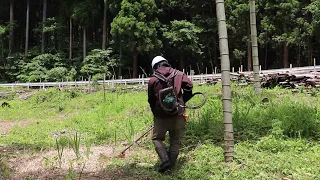 竹藪のスズメバチ探し｜竹藪整備の２年目の草刈りはとても切りやすい