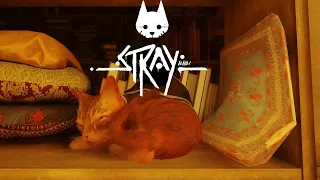 STRAY| Cat sleep in library 1 hours version| The notebooks soundtrack