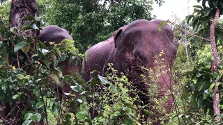 Elephants in the Rain