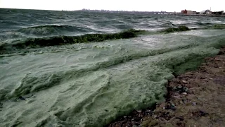 "Цветение" в Одесском заливе сине-зеленых водорослей-4.