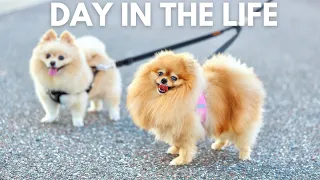 Life with 2 Pomeranians | A Day in the Life of a Pomeranian