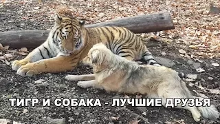 ТИГР И СОБАКА - ЛУЧШИЕ ДРУЗЬЯ