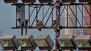 Red-tailed Hawk Fledgling Secures Prey Drop, Sibling Slips From Perch – July 18, 2023