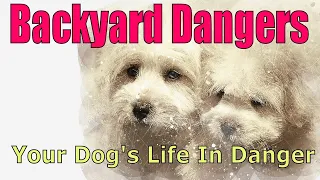 Backyard Dangers   Your Dogs Life In Danger 1080p