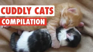 Cuddly Cats Video Compilation 2016