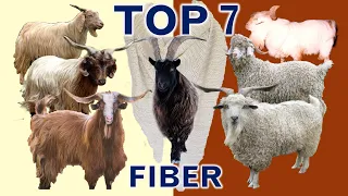 Top 7 Most Profitable Fiber Goat Breeds in Terms of Sales Revenue per Goat.