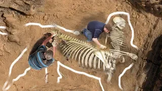 Most BIZARRE Skeletons Ever Discovered!