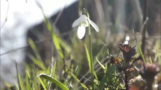 a piece of peace - No. 3 - snowdrop with twittering birds