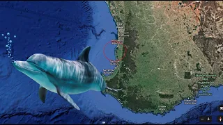 ДЕЛЬФИНАРИЙ ИЛИ РЕЗЕРВАЦИЯ? Опыт Австралии с дельфинами! ЗооЗащита в Украине перерастает в маразм?