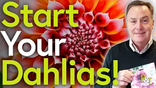 How to Start Your Dahlia Tubers - Pots & Trowels