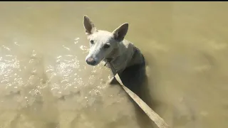 She was dumped into the embarkement river, hundred people look at her but no one help!