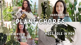 2 Days of Plant Chores! Moss Pole in Pon, Pollinating my Anthurium, Beneficial Bugs and More!