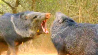 JAVELINA — even cougars and jaguars are afraid of this beast! Javelina vs cougar and jaguar!