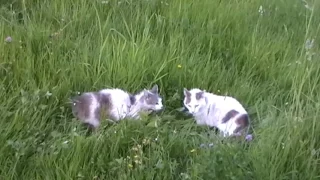 Коты ругаются мирно)))