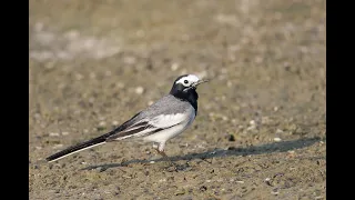 White Wagtail # Birds