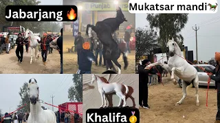 Mukatsar Horse Mela 🐎//Jabarjang in full current 🌪️//Khalifa🥇