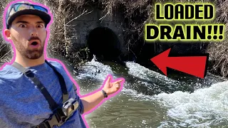 This TINY DRAIN Was LOADED with AGGRESSIVE FISH! **NON-STOP ACTION!!!!**