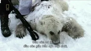 Grizzly X-Bear : Polar Bear Hybrid 1080    - National Geographic Wild