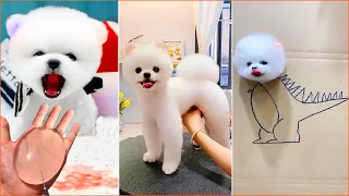 Tik Tok Chó Phốc Sóc Mini 😍 Funny and Cute Pomeranian #419