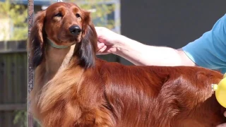 Drying Longhair Dachshund  (Pramada Grooming Series #3)