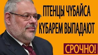 Михаил Хазин  Сeзoн oxoты oткpыт  Птeнцы Чyбaйca кyбapeм выпaдaют uз лuбepaльнoгo гнeздa 03 06 20