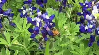 AT-Pro photo shoot and Texas Bluebonnets