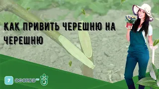 Как привить черешню на черешню