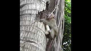 Poor Monkey Vs Coconut Snake fighting