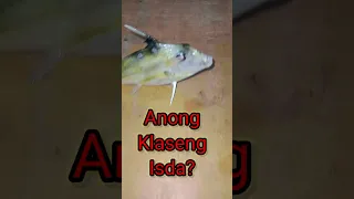 What Kind Of Fish?