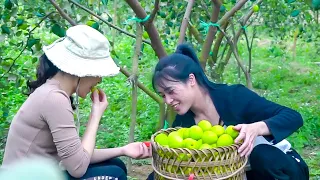 Harvesting Apples and Cabbage On The Farm - Going to the Market for Sale February 1, 2023