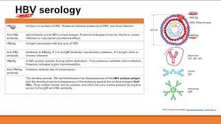 Hepatitis Viruses | GI system | Step 1 Simplified