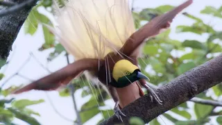 Filming Birds of Paradise | Wild Stories | BBC Earth