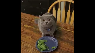 Cat doesn't finish Vegetables / CATZ