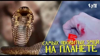 5 САМЫХ ЯДОВИТЫХ ЗМЕЙ НА ПЛАНЕТЕ