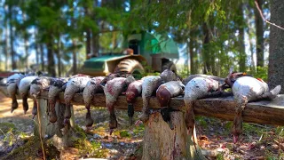 Goose hunting spring 2022.We've been living with Dad in the swamp for a week.Part2