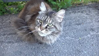 Maine coon cat very angry